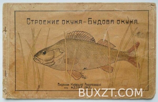 Строение окуня.